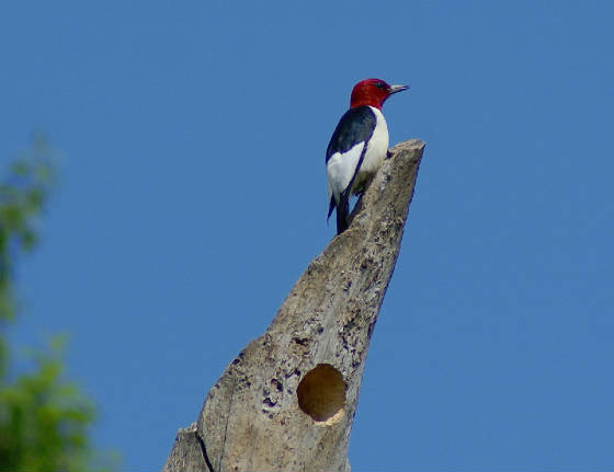 red-headedwoodpecker.jpg